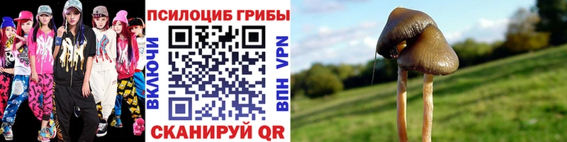 наркота кракен зеркало Галлюциногенные грибы Psilocybine cubensis Джанкой